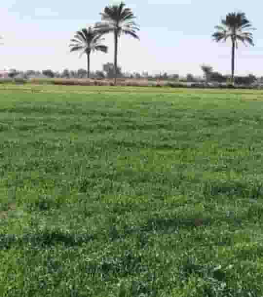 اراضي زراعيه للايجار